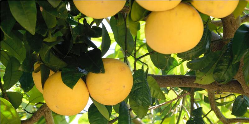 Il principe degli agrumi: presentazione